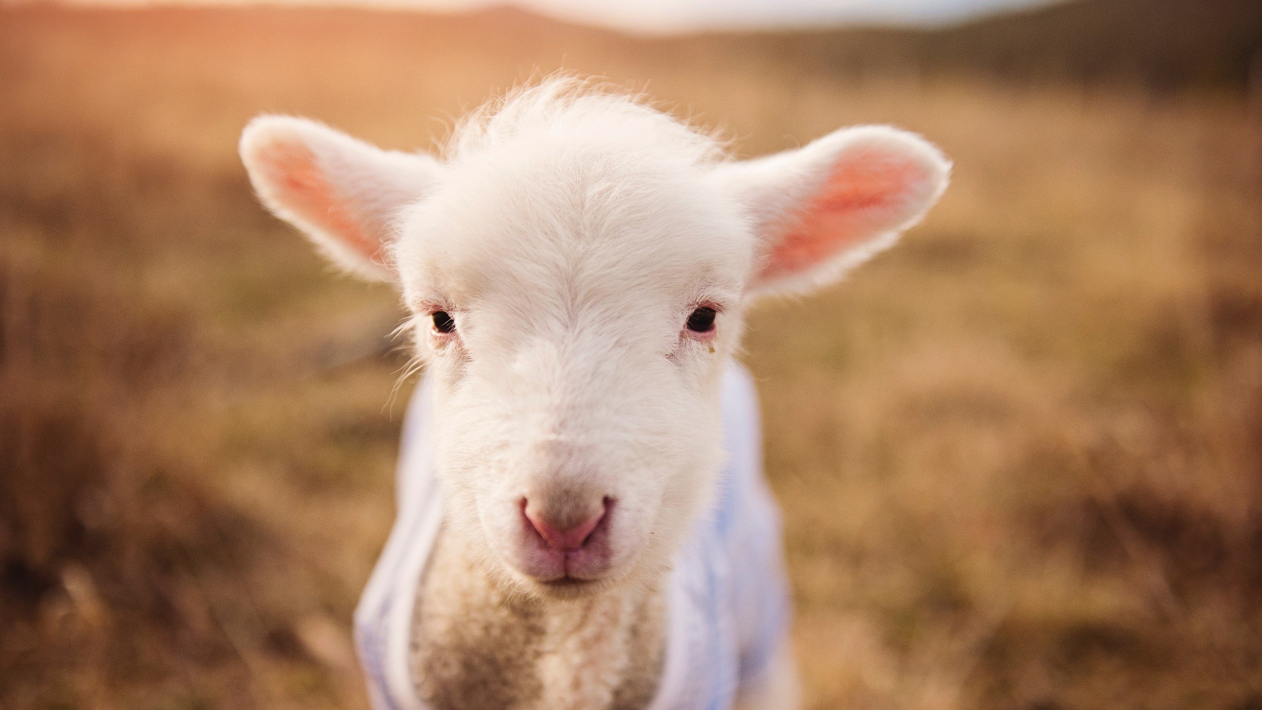 开云体育官网下载安装-克罗地亚骑手吉塔·日特科维奇在2024年国际马术联合会世界障碍赛中以“Dior Hrvaška”马匹获得第八名,展现坚韧精神。