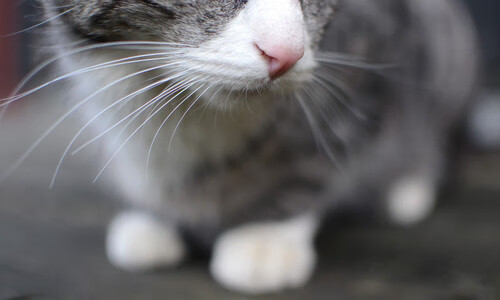 开云竞猜官网-意甲战术演变，球员分享赛前准备与场上调整经验，意甲的赛制