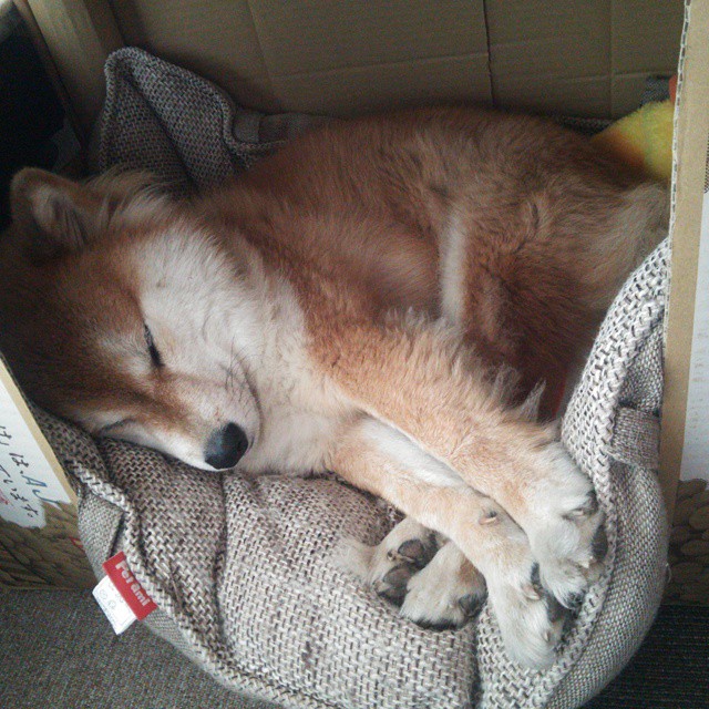 开云体育官方网站登陆-摩洛哥队在巴黎奥运会男足比赛中展现出强大的远射能力，摩洛哥男足阵容